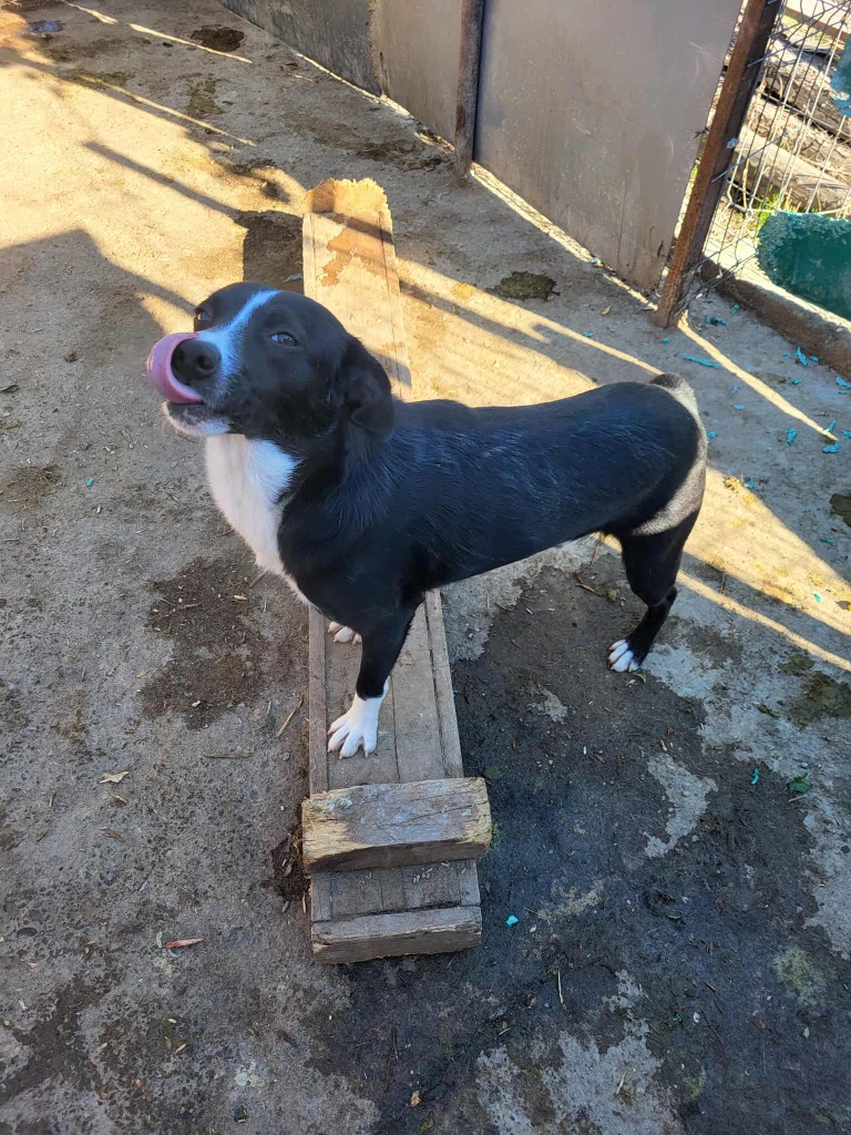 11 month old River has a docked tail, meaning if he doesn't get a UK home soon, he will be stuck in Romania forever...

🐾 Happy, loving and has a heart full of warmth ❤️
🐾 Adores people and other dogs! 🐕
🐾 Can be cat tested! 🐈

Apply: pawprints2freedom.co.uk/apply