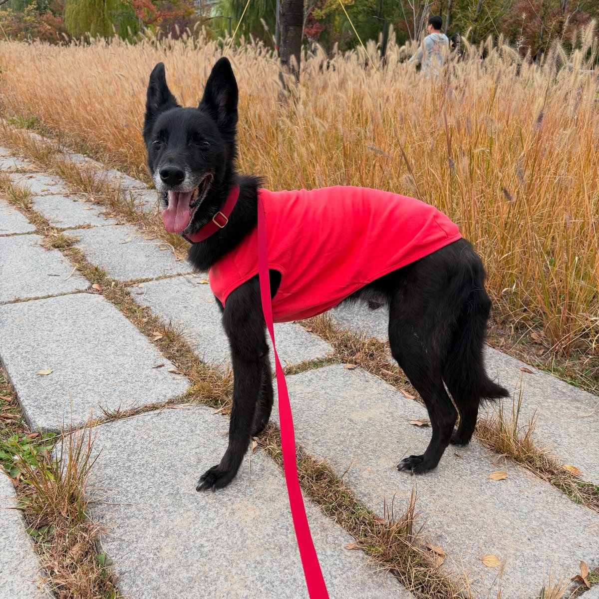 올리코비 (@olly_corbie) on Twitter photo 