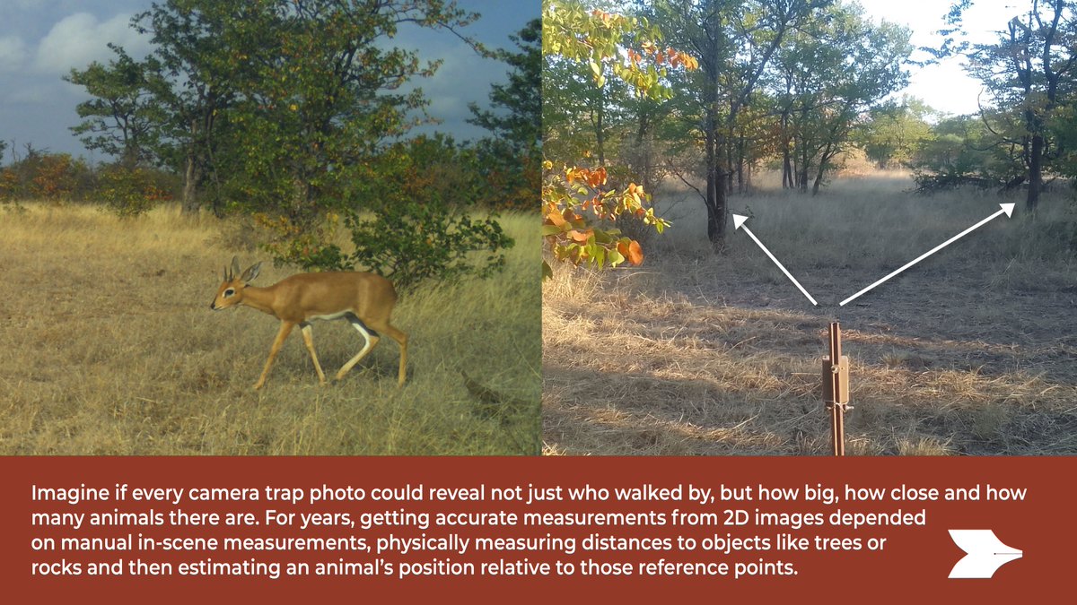 What if camera-trap photos could tell us not just who walked by, but how big, how close, and how many animals there are?

👉 doi.org/10.1016/j.ecoi…

Research led by Muhammad Aamir and coauthored by WildCRU’s Matthew Wijers and Andrew Loveridge.

[1/3]