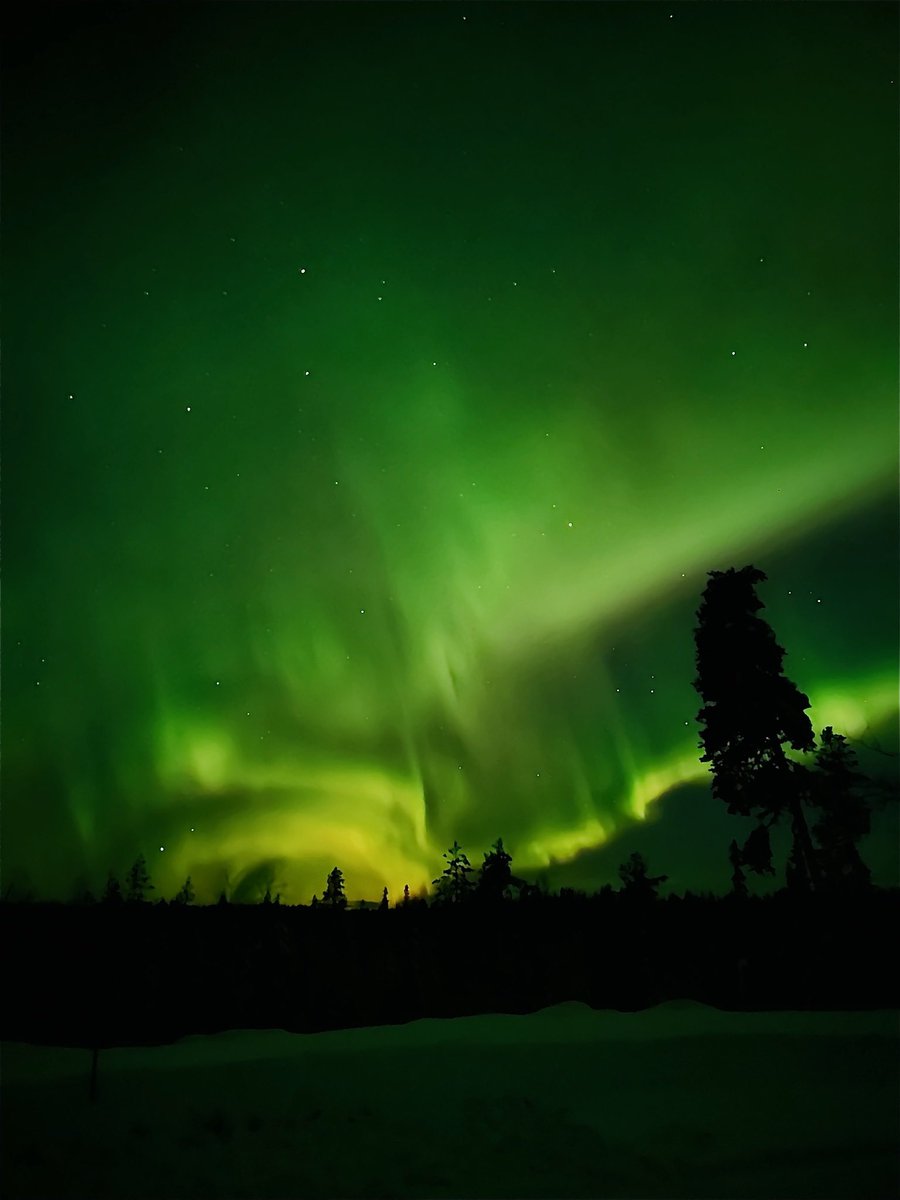 🐯虎党🔥 ꉂꉂ🐬 tweet media