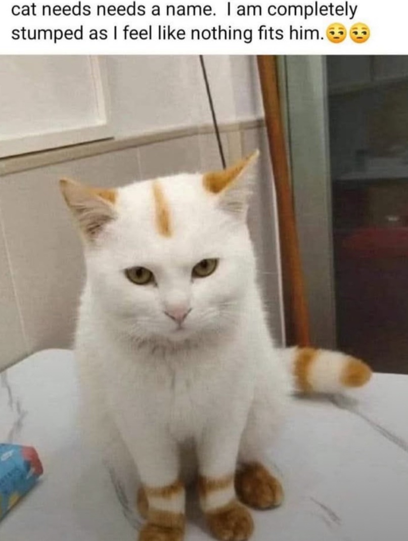 cats with powerful impression 🐾 tweet media