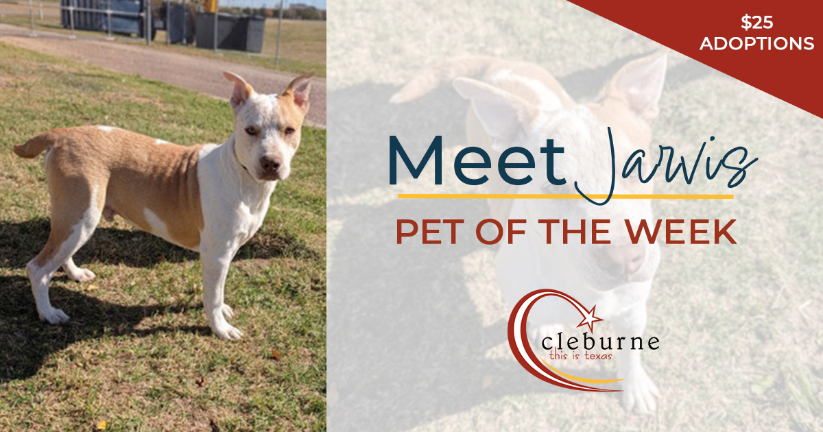Meet Jarvis! 🐶 This affectionate 5-month-old pup is full of curiosity &amp; energy. He loves exploring, meeting new friends, and is always ready for an adventure. If you're looking for a fun, playful companion, Jarvis could be your match! Adoption info ➡️ cleburne.net/petadoptions.