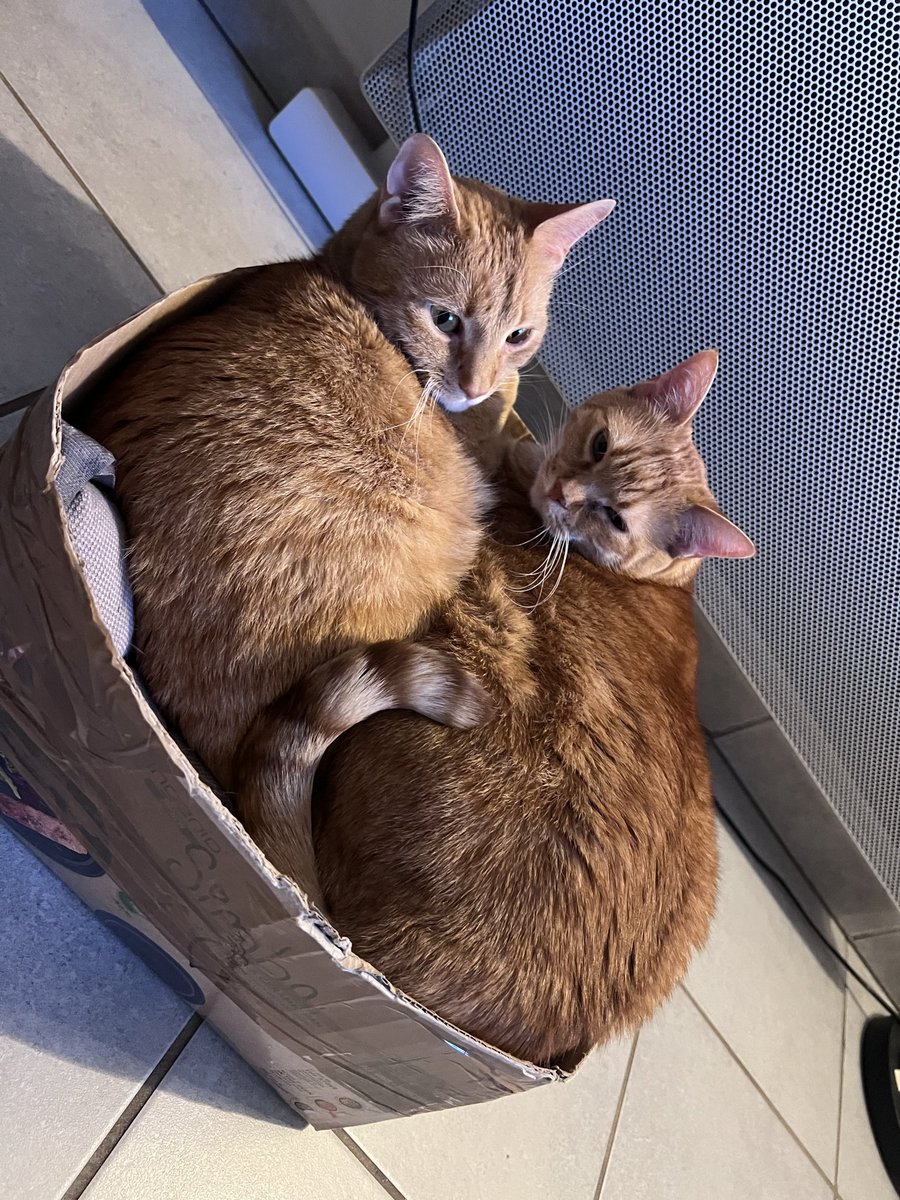 𝕿𝖆𝖞𝖑𝖔𝖗 𝕸𝖎𝖈𝖍𝖊𝖑 / two orange cat tweet media