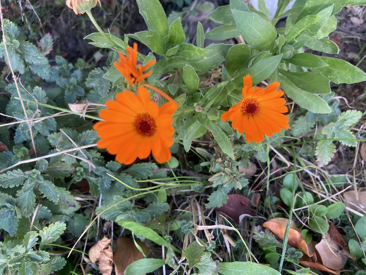 Geçen günlerde sana “sen şiirin en şirin yerisin” demiştim ama
Sen #şiir olamazsın ki;
Çünkü, bir şiirin her mısrası güzel olamaz...
