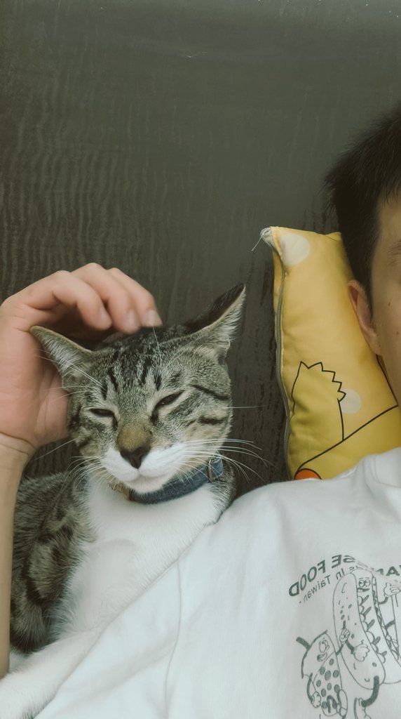 貓，你怎麼一直響🥸