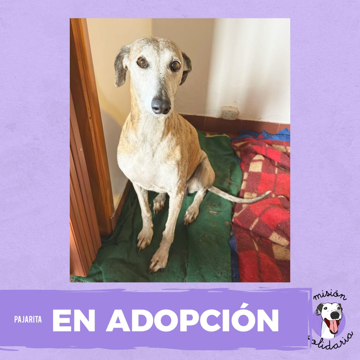 Pajarita tiene 10 o más años. Está castrada, vacunada y desparasitada. Se lleva bárbaro con perros y gatos y está mas que lista para llegar a su nuevo hogar.
Queres adoptarla? Escribime!
Zonas CABA y GBA
misionsolidariatwitter@gmail.com
Asunto: Mi galguita pajarita
RT porfa