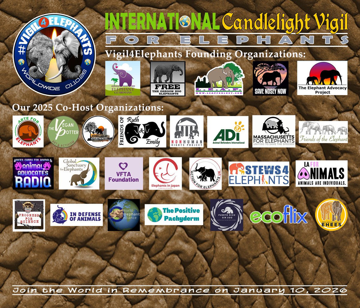 Massachusetts for Elephants tweet media