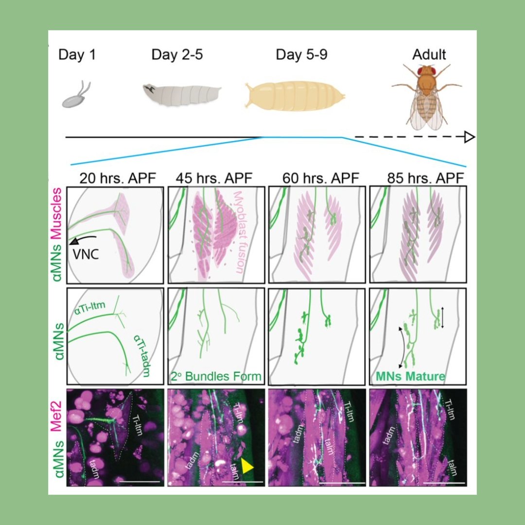 GenesDev's tweet image. RESEARCH COMMUNICATION: A critical affinity window for IgSF proteins DIP-α and Dpr10 is required for proper motor neuron arborization
By Lopez et al. and Richard Mann
➡️ genesdev.cshlp.org/content/39/23-… 

#neuron #motorneuron #neurodevelopment #celladhesion #synapsis #Drosophila