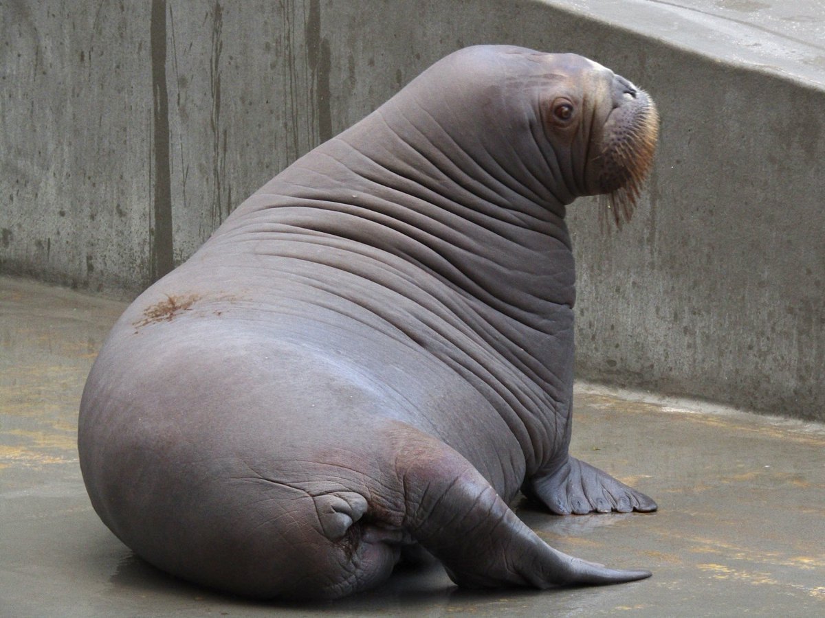 高品質 セイウチ（Walrus）頭骨 ♂ ※ CITESコピー付 ☆ 即納 ☆ 高品質