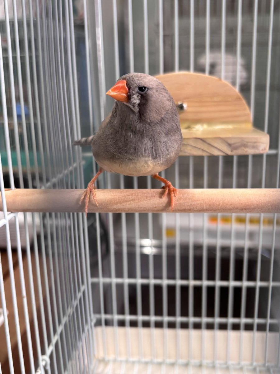 9さい (@miaokame) / Posts / X