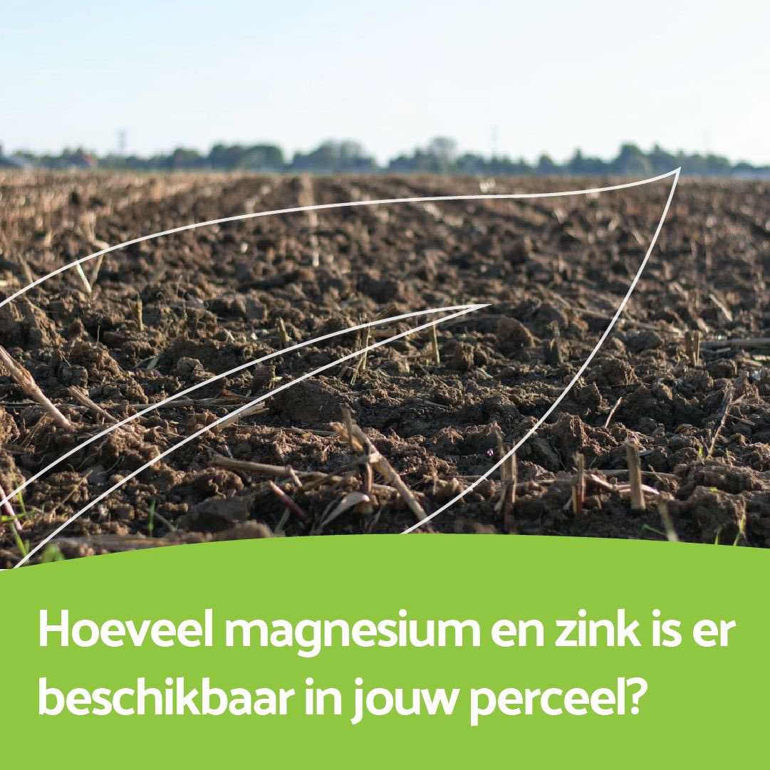 agrocentrum's tweet photo. Hoeveel magnesium en zink is er beschikbaar in jouw perceel? Wanneer nam je voor het laatst een grondmonster? 

Kijk eens goed naar magnesium en zink. Beide elementen zijn erg belangrijk en krijgen niet altijd voldoende aandacht.

#agrocentrum #kennisdelen #magnesium #zink https://t.co/XAJotKrY7U