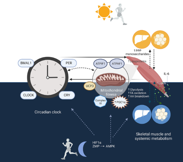 ObesitySeen's tweet photo. ⏲️👟💪¿Horarios en ejercicio físico? El momento del día en que se realiza el ejercicio puede desempeñar un papel importante en el tratamiento de la obesidad, la diabetes mellitus tipo 2, la dislipidemia o la hipertensión.
https://t.co/cmPENSGpwz https://t.co/485sqnSciS