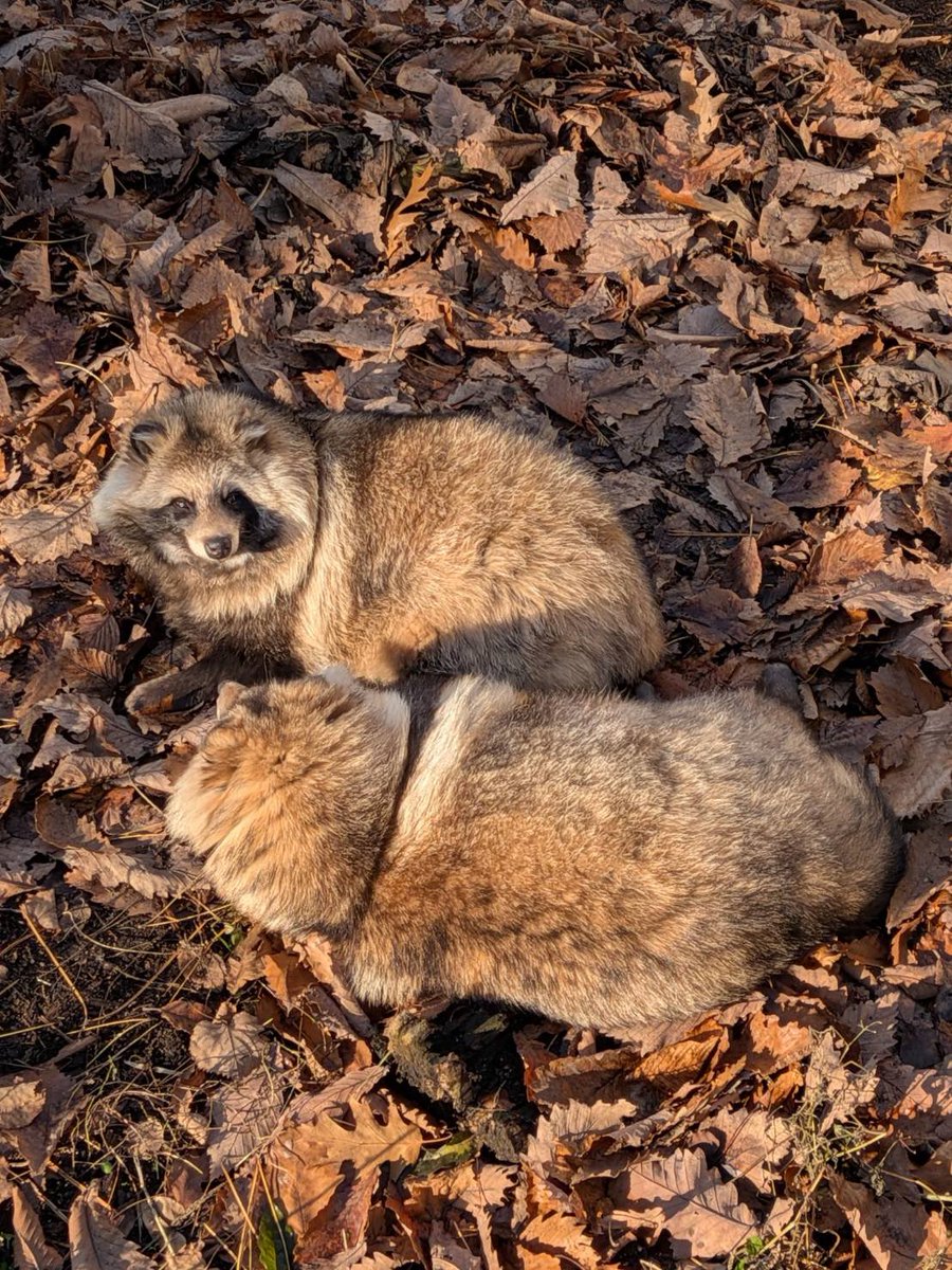 🍂落ち葉とたぬき🍂

2025年12月撮影

#円山動物園 
#エゾタヌキ