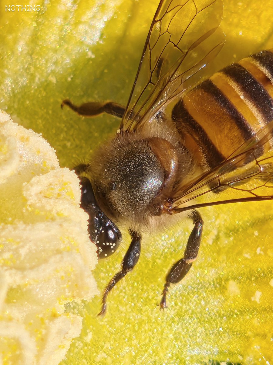 jithin2311's tweet image. Every Detail Matters — Macro Magician @nothing Phone 3 ⚡️
#WithNothing #nothingphone3 
@nothingindia @AkisEvangelidis @getpeid @Snapdragon @NatGeo @NatGeoIndia