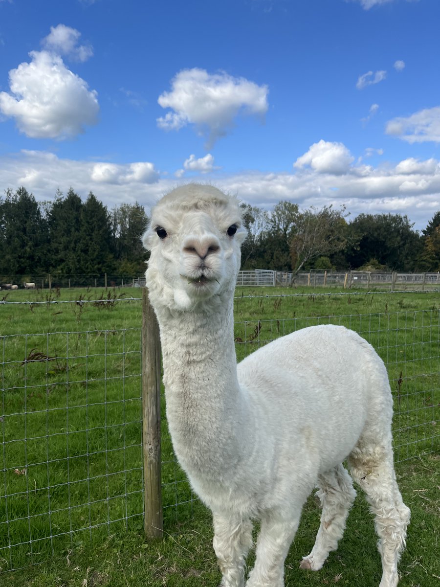 Amelia Trust Care Farm tweet media