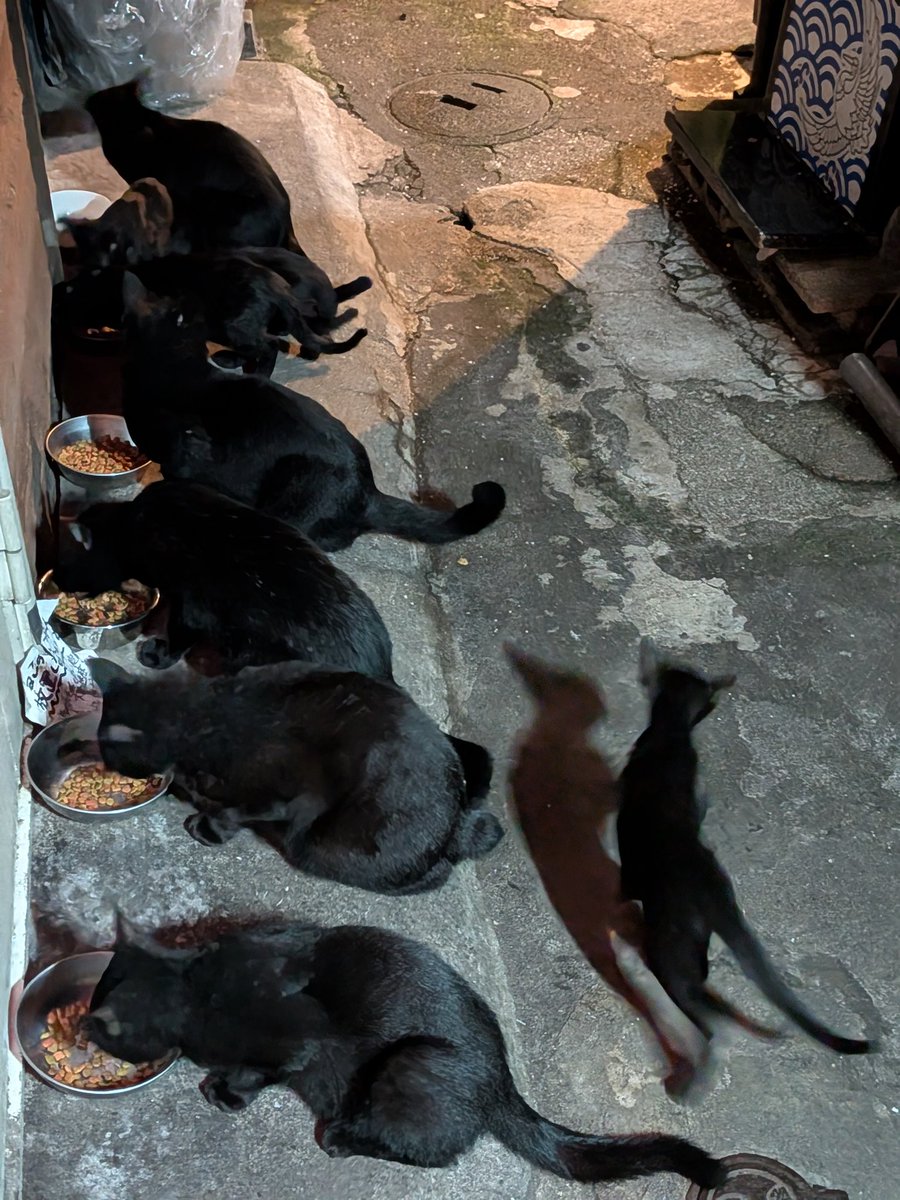 090111Ruminary's tweet photo. @blackscats family🐾 https://t.co/RrsyGH2GKB