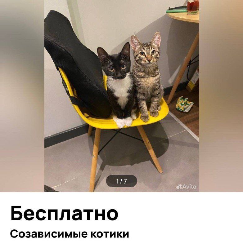 catsilcats's tweet photo. ну мы https://t.co/T5gCHvxybi