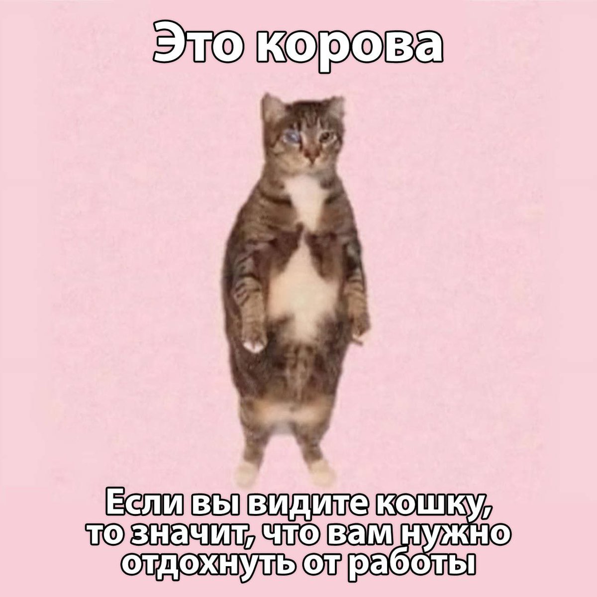 cats, i love cats (@catsilcats) on Twitter photo 