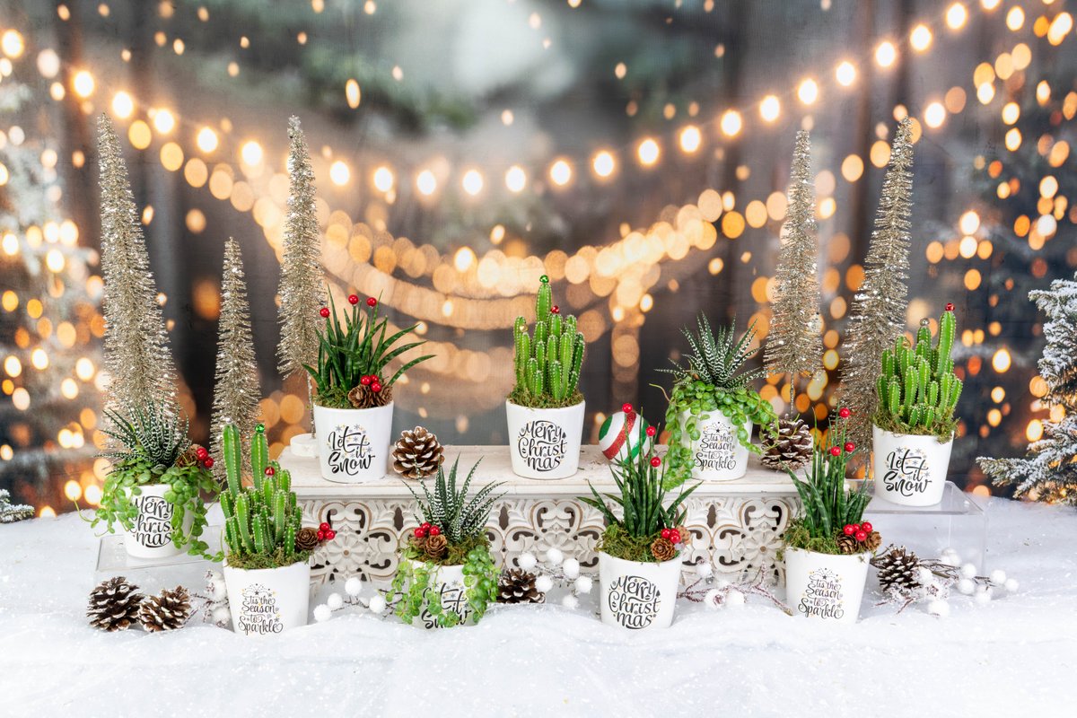Our Season's Greetings Pots are ready and waiting to brighten your season. 🎄❤️

#ColasantiFarms #ColasantiFarmsLtd #ChristmasArrangements #HolidayWholesale #WholesalePlants #PlantWholesale #FestiveSeason #ChristmasCollection #SeasonalWholesale #GreenhouseGrown #ChristmasDecor