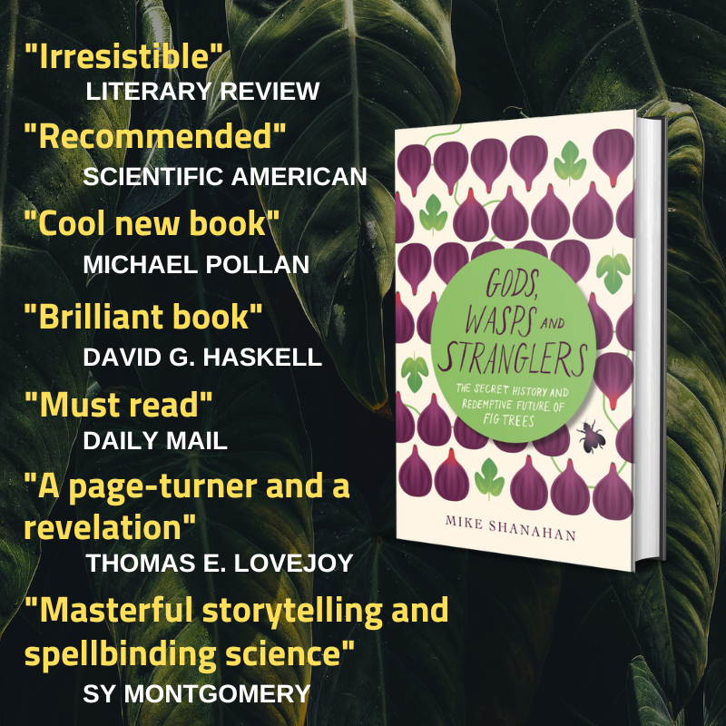 FigsBook's tweet photo. Looking for gift ideas? My book takes readers on a journey to rainforests, volcanoes and ancient temples to discover the mind-blowing story of the strangler figs and their kin, which have shaped our world and our species in many extraordinary ways. https://t.co/90h5m1dzEm https://t.co/ytLdzDjrl1