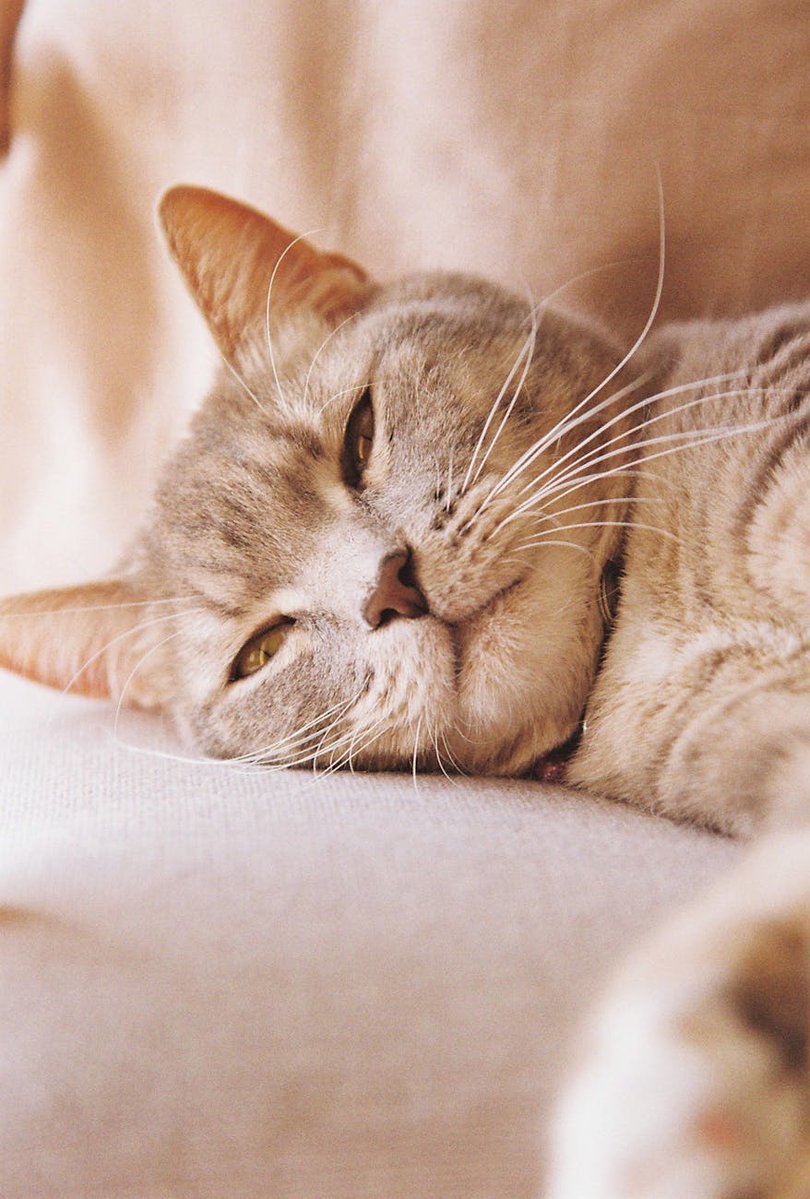 Halle9168577621's tweet image. #ShortFilm #Scriptwriting #Filmmaking #WritersOfTwitter #Cinema