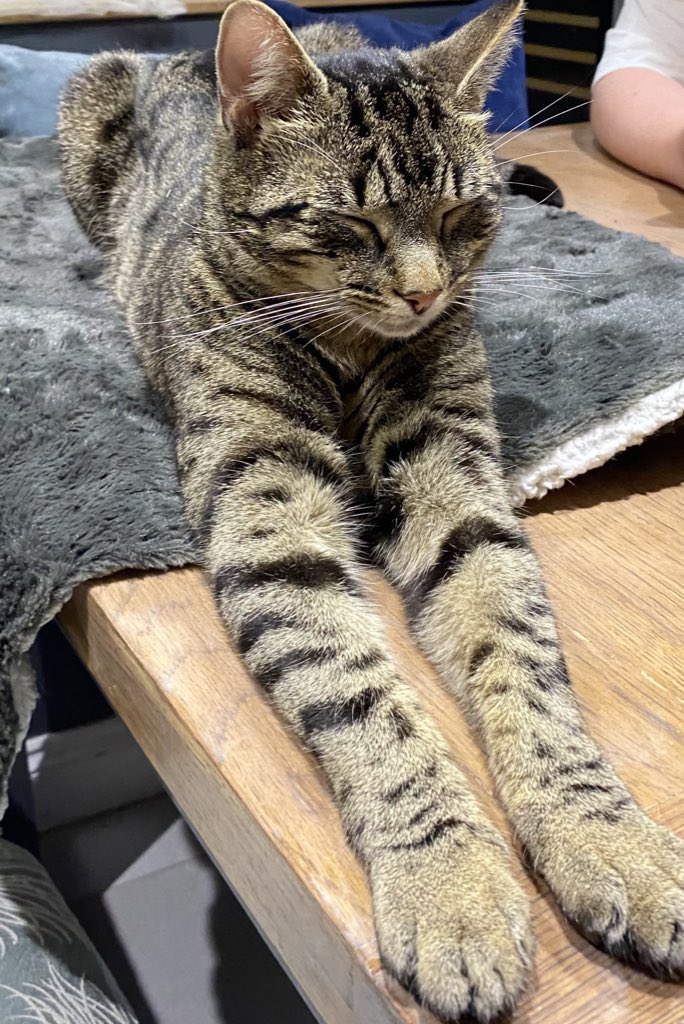 Gareth Hillier 🦅⚽️🐕🐈‍⬛💻🍷🥘 tweet media