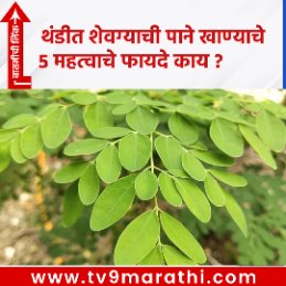 TV9Marathi's tweet photo. थंडीत शेवग्याची पाने खाण्याचे 5 महत्वाचे फायदे काय ?
https://t.co/M15PzhL2VC
#benefitsofeatingmoringaleaves #winter #Moringapowder #homeremedies #health #fenugreekleaves #drumsteakleaves https://t.co/oaHMseqtkh