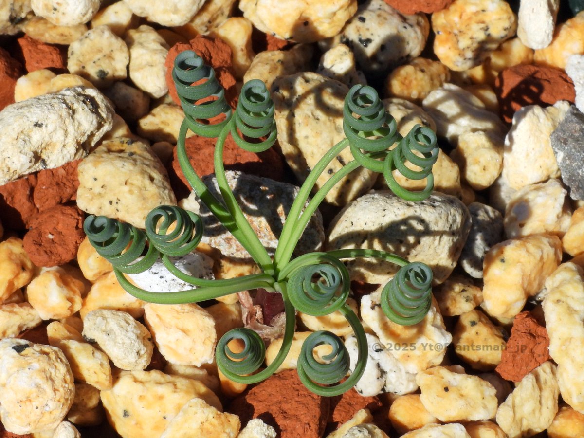 Plantsman_jp's tweet photo. #Gethyllis sp. Namaqualand × G. linearis
絶妙な間を取りながら並ぶ縦ロール。
#ゲチリス https://t.co/c8NznSrs1h