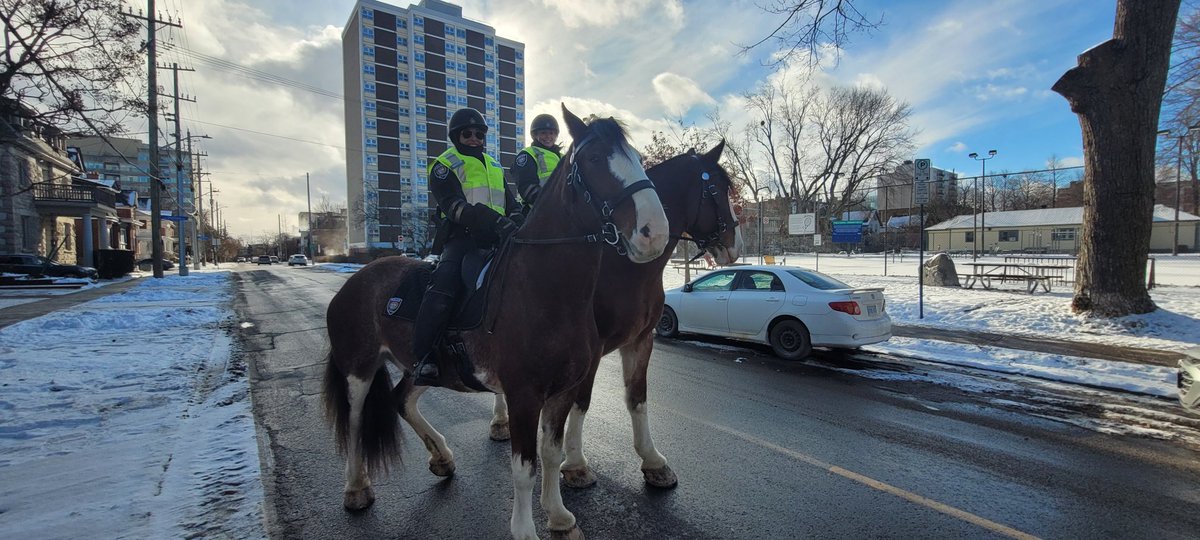 OPSDAoust's tweet image. Our @OttawaPolice Mounted Unit is patrolling through Elgin Street and the Golden Triangle today — increasing visibility, connecting with residents, and helping keep the area safe. Thanks to everyone who stopped to say hello. @somerset_ward #ottawa