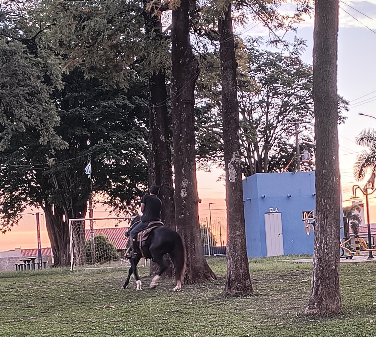 Tem um moço que sempre vai treinar o cavalo dele nessas árvores

Melhor que cones