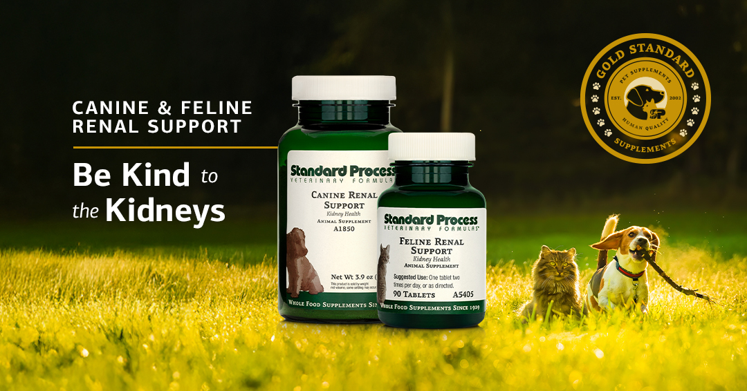 StandardProcess's tweet photo. Be kind to the kidneys and recommend Canine & Feline Renal Support to your patients. They’re Gold Standard Supplements that feature ingredients from the Standard Process certified organic farm: kidney bean, beet root, pea vine, buckwheat, and alfalfa. 🌿 

Learn more:
Canine - https://t.co/vJxrN4EeHJ
Feline - https://t.co/d0IVE0Jb07