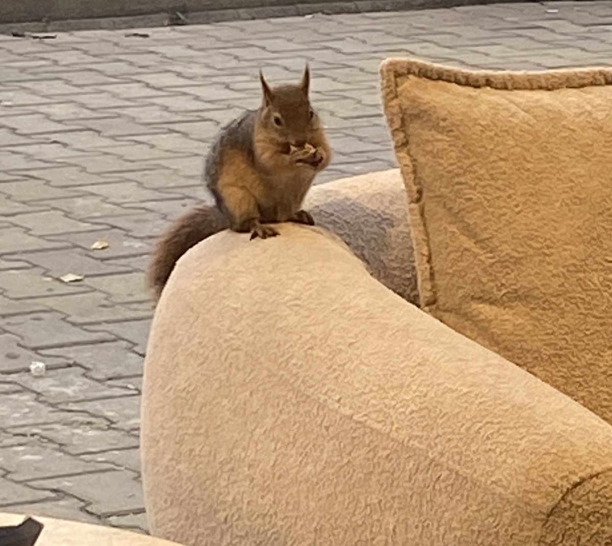 fatma_iser57987's tweet photo. Bebek ya 🥹 https://t.co/dHmdGlVPfX