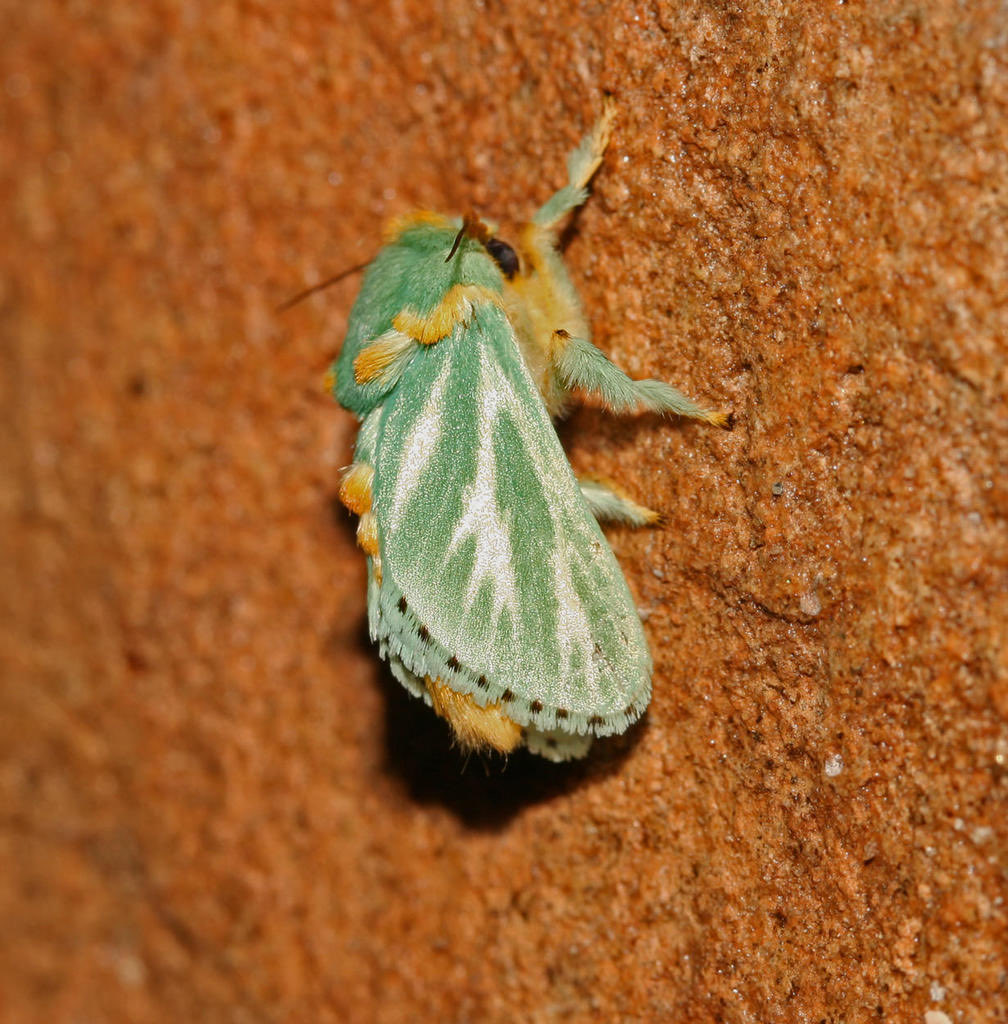 jbr_19892's tweet image. “This is a new species of moth that we have not known before.” 
— Coenobasis amooena moth —
It’s so fluffy 🫶🏻