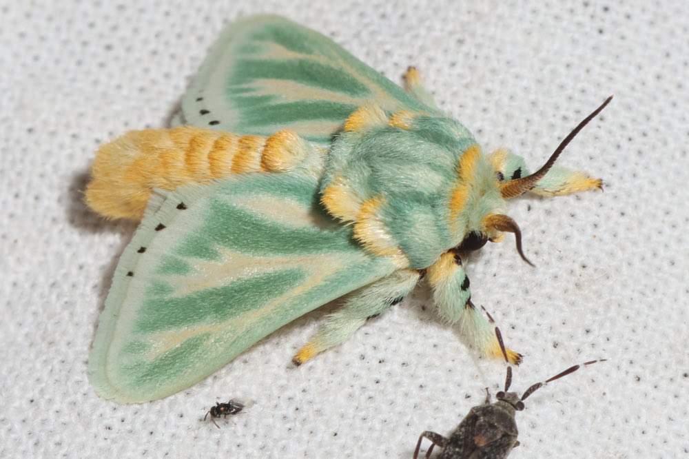 jbr_19892's tweet image. “This is a new species of moth that we have not known before.” 
— Coenobasis amooena moth —
It’s so fluffy 🫶🏻