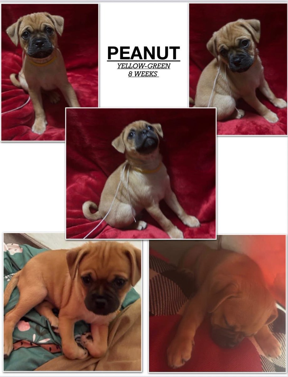 🌍🔥 Seattle Cute, Dogs  contest your winner 🏆  Peanut 🥜 🇺🇸 🥜 🇺🇸 2026 #seattleDog  #Cutedogseattle