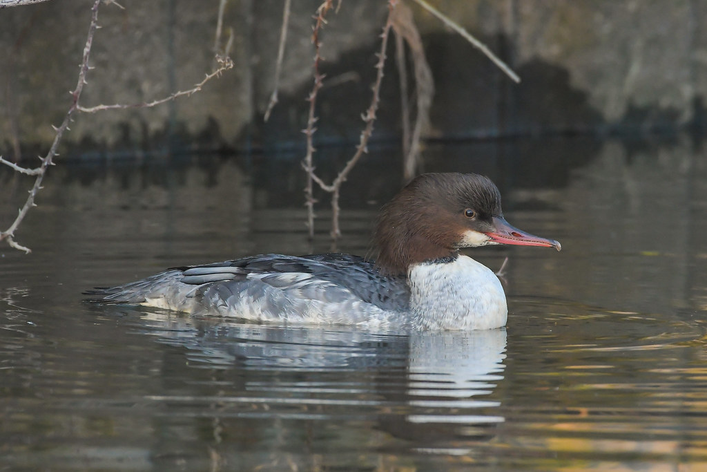 Female Goosander on the Aylesbury arm canal, yesterday evening <a href="/HNHSOC/">HNHS & Herts Bird Club</a> #hertsbirds