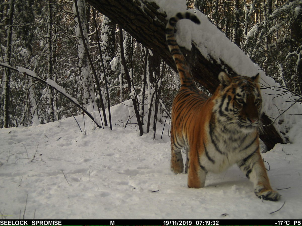 trailcam tweet media