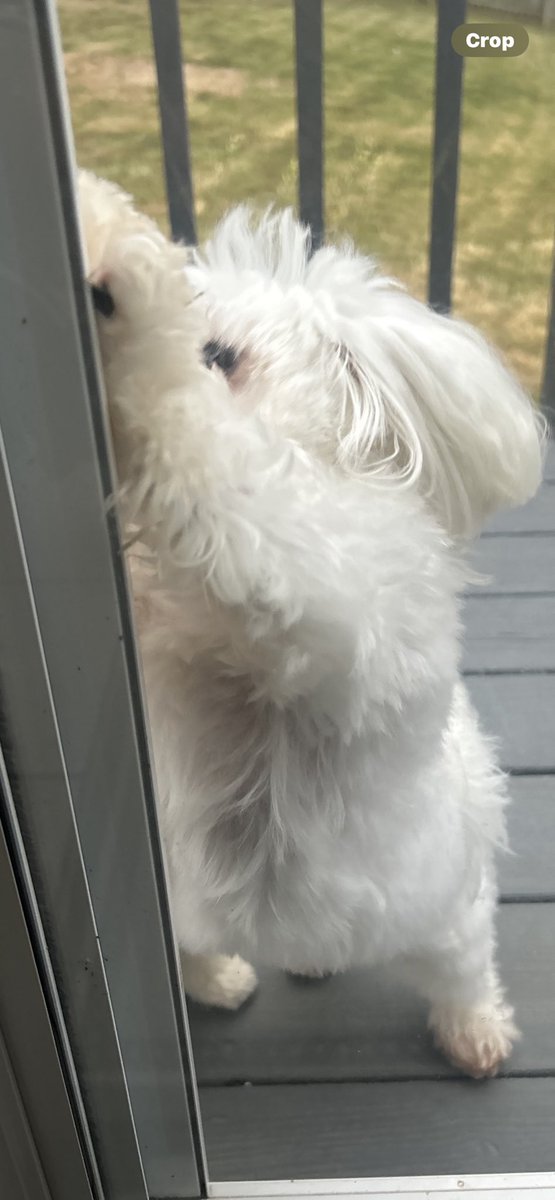 Happy #ThrowbackThursday to da day Ise got locked out becaused me’s didn’t come when called. And I might have founded a bit of mud to play in but that charge was later dropped. 🤗❤️🥰💜💚