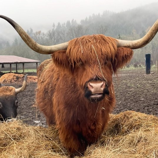 📅 13th December 2025
🐮 Luka
🏷️ Instagram/misspitsrescue
💕 #animaloftheday
