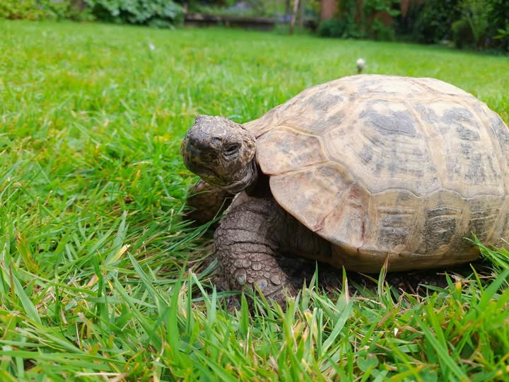 AlbertTortoise's tweet image. Wet day. This is #ALBERTthetortoise reporting bed is best. HE is prepping for local #bookshop #events. Been a busy time promoting the #Christmas #book. And now our first #Spanish #translation. I left full guidelines. Hope the week closes well. #TakeCare AlbertTortoise.com