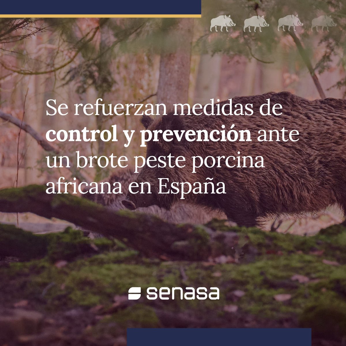 ⚠️ Luego de la detección del virus de la peste porcina africana en jabalíes silvestres de España 🇪🇸, suspendimos temporalmente las importaciones de mercancías porcinas comerciales provenientes del país europeo, capaces de vehiculizar la enfermedad.

➕ℹ️: t.ly/QtgdQ