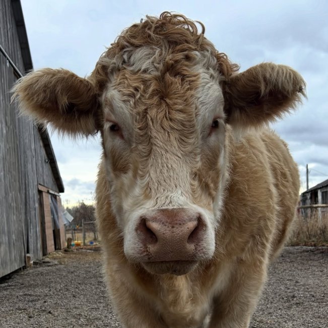 📅 11th December 2025
🐮 Patricia
🏷️ Instagram/glofarmsanctuary
💕 #animaloftheday