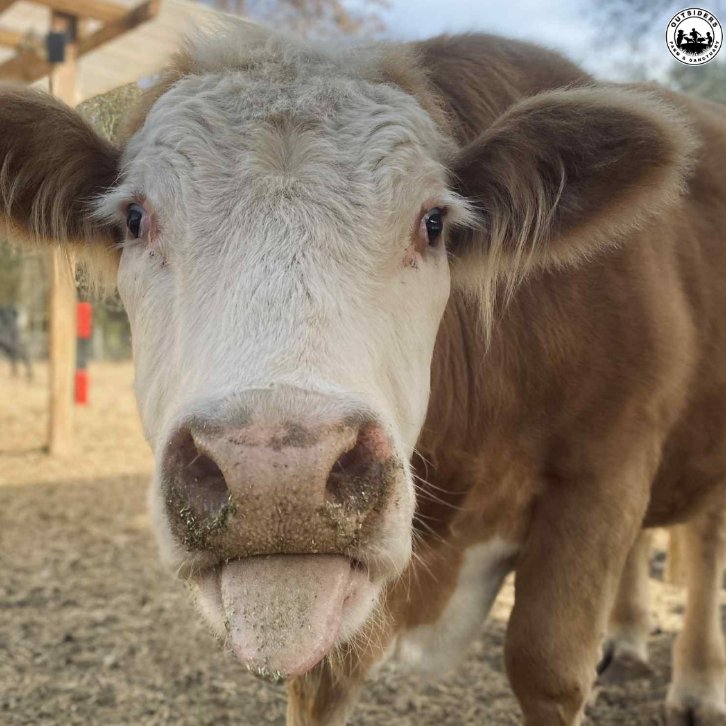 📅 12th December 2025
🏷️ Instagram/outsidersfarm
💕 #animaloftheday