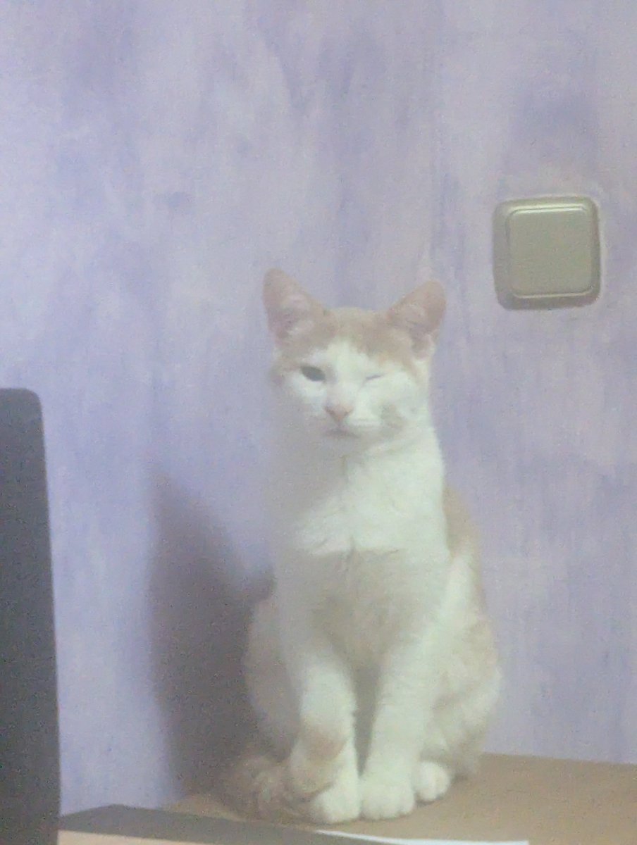 noxgora's tweet photo. Alguien sabe por qué mi gato se sienta a mirarme con un ojo guiñado? 

Pd: no es nada del ojo por qué dependiendo de cómo le dé lo hace con cualquiera de los dos... https://t.co/FvTwbmEuNM