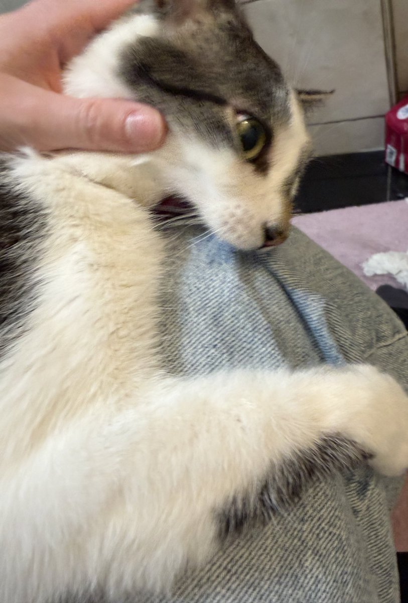 gizmo ( ˘ω˘ ) tweet media