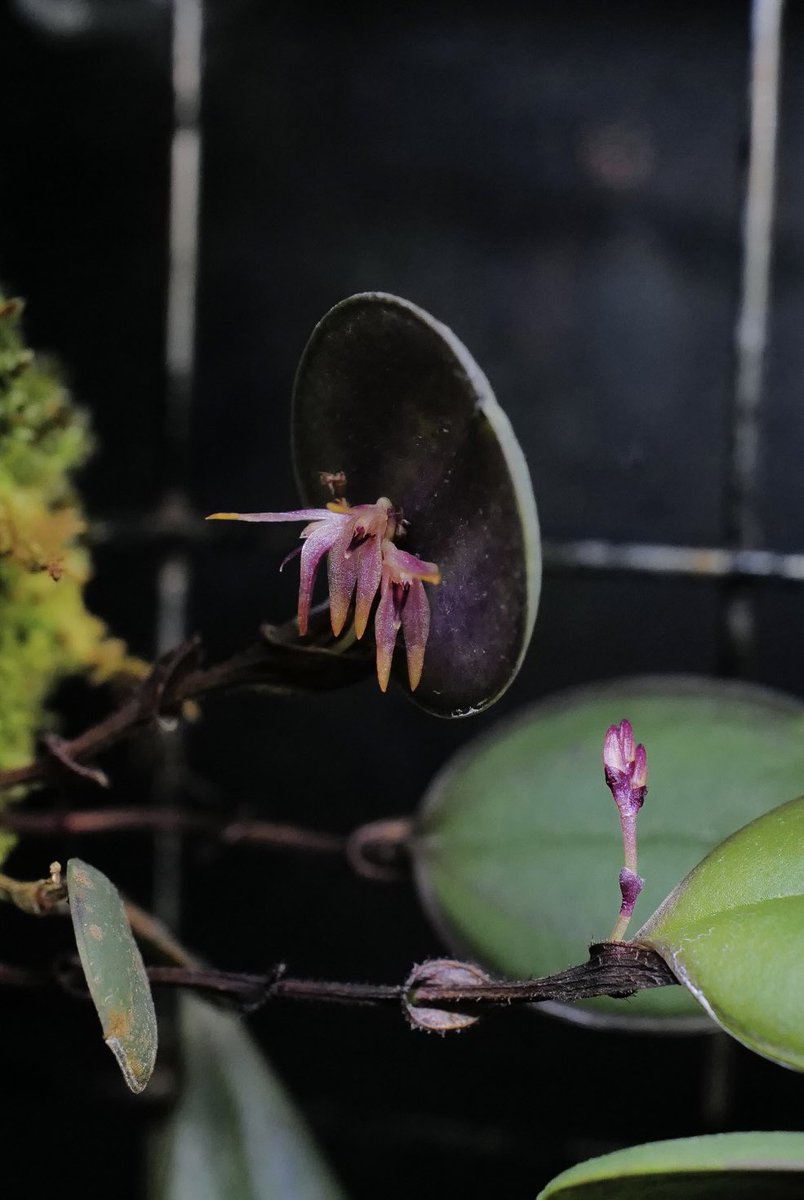 yu (@3mimolette) / Posts / X