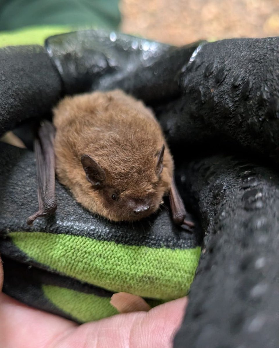 Highgate Wood tweet media