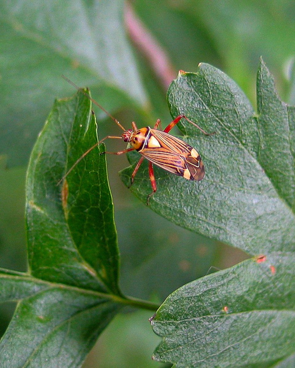 Highgate Wood tweet media