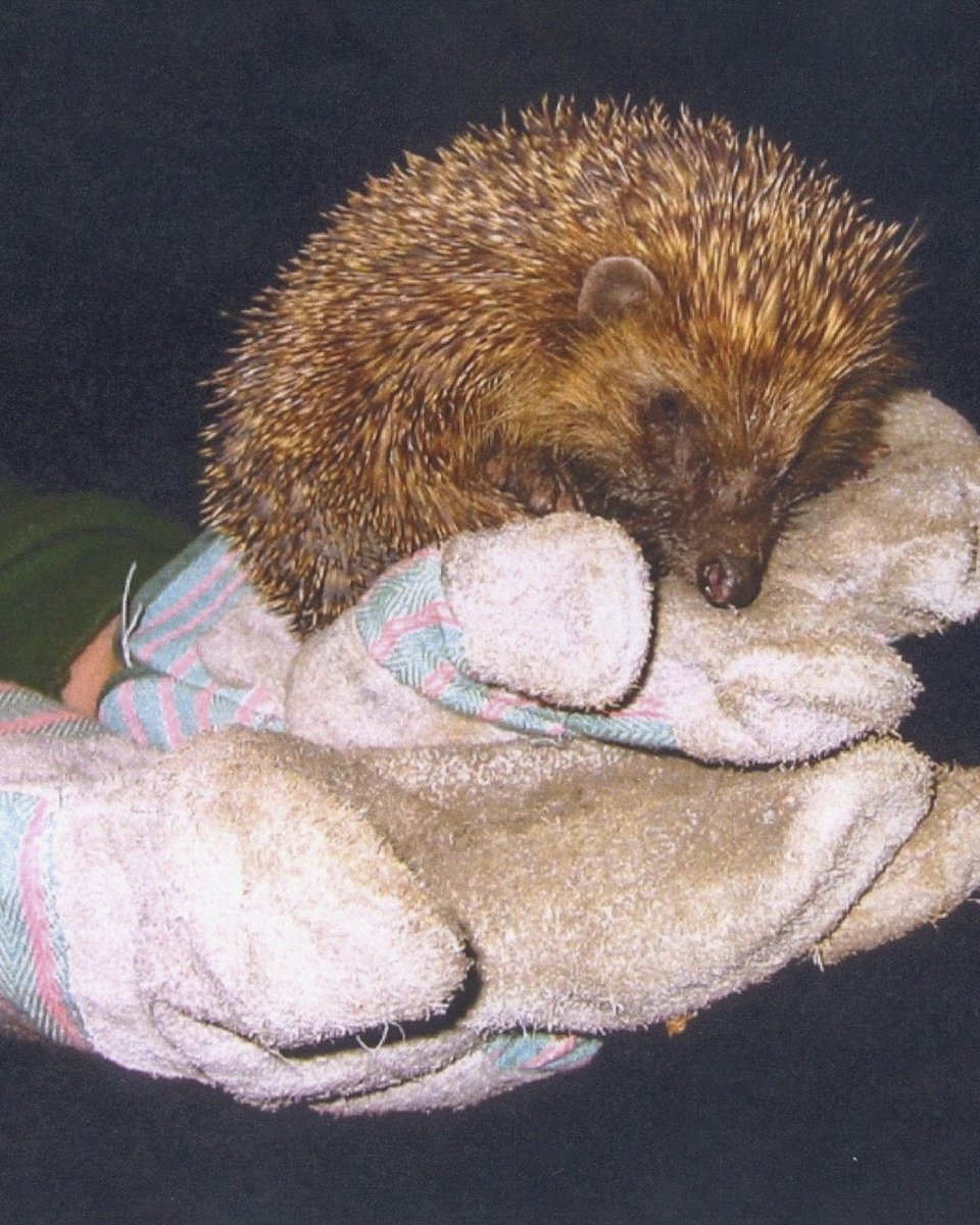 Highgate Wood tweet media