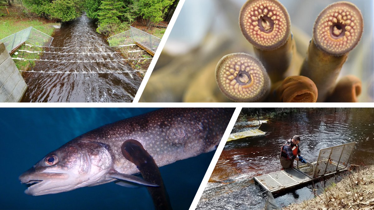 LampreyControl's tweet image. We are excited to announce that the Sea Lamprey Supplemental Control Initiative (SUPCON) has moved into a five-year implementation stage to support the binational #invasive #sealamprey control program in the #GreatLakes.
glfc.org//pubs/pressrel…
📸 GLFC #GreatLakesScience #SciComm